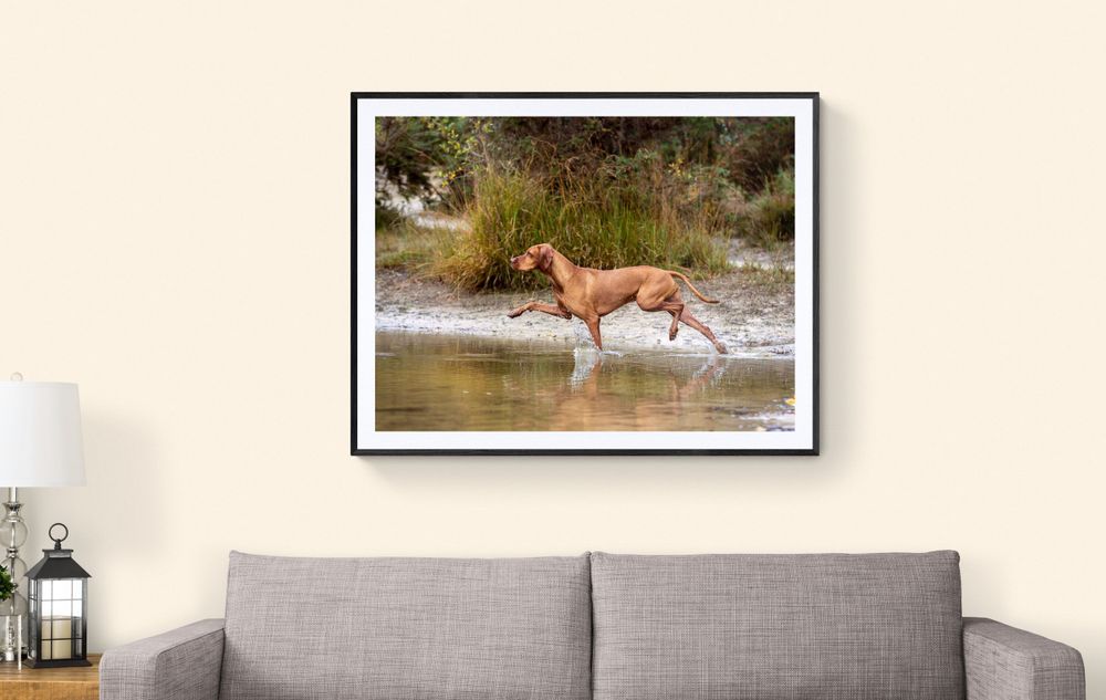 Hungarian Vizsla enjoying the water near Midhurst