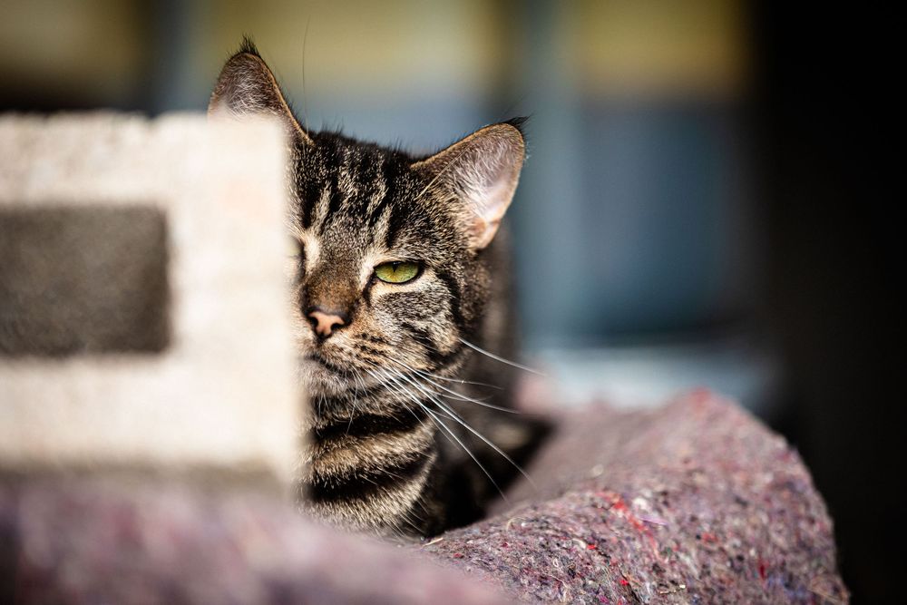 Close-up portraits of tabby cats with intense eyes in dark setting.
