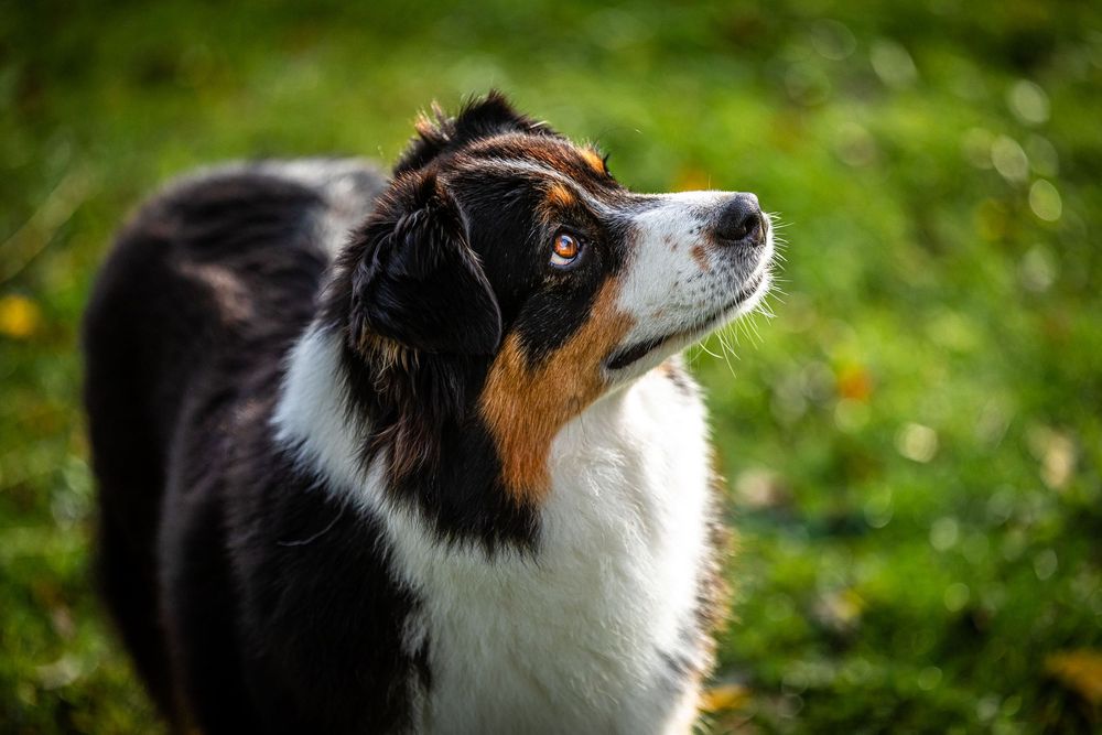 Australian shepherd dogs looking alert in green outdoor setting.