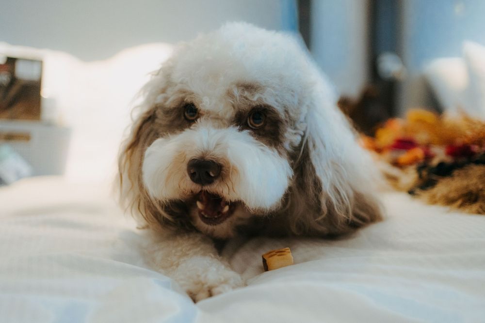 Small white fluffy dog resting on white bedding with autumn leaves visible through window.