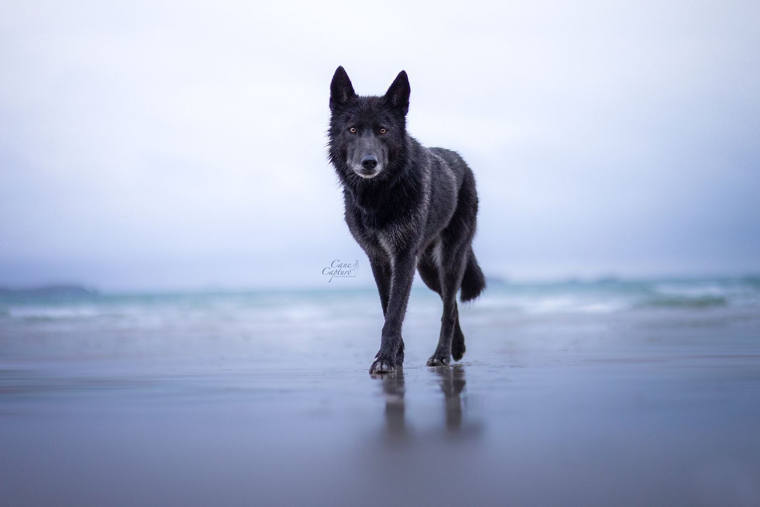 photo-chien-plage-exterieur-tours-saint-malo-chloe-frigo