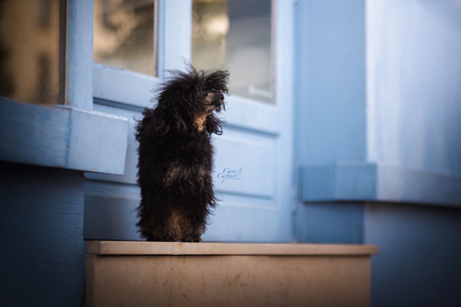photo-chien-exterieur-tours-saint-malo-chloe-frigo