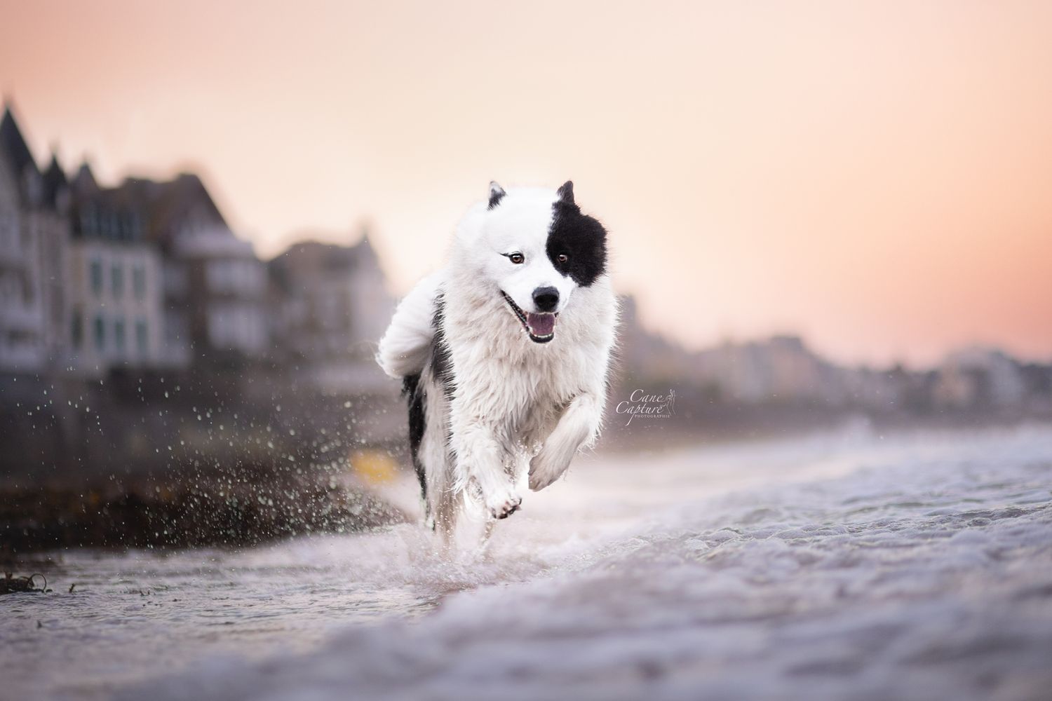 photo-chien-plage-exterieur-tours-saint-malo-chloe-frigo