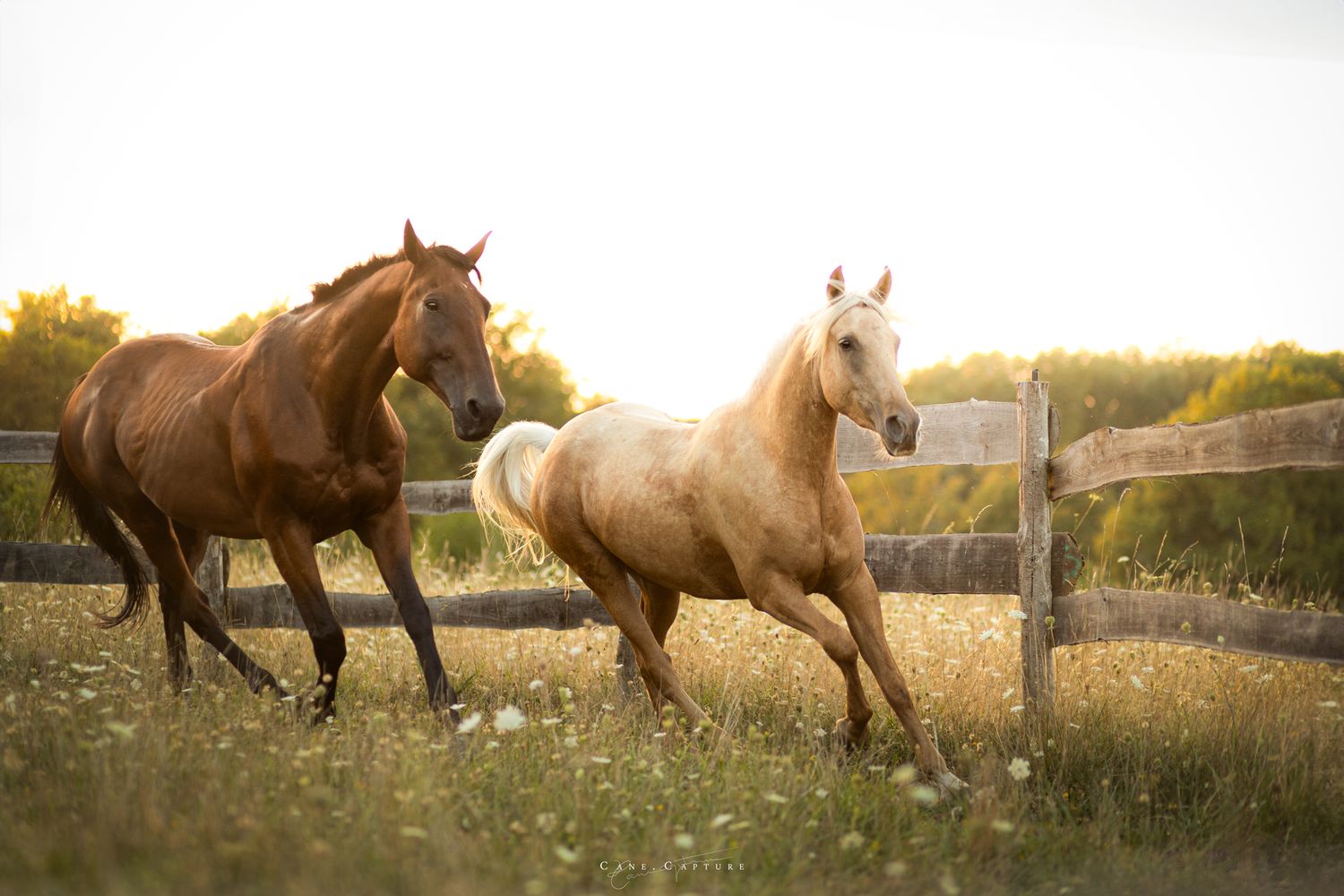 photo-cheval-exterieur-tours-saint-malo-chloe-frigo