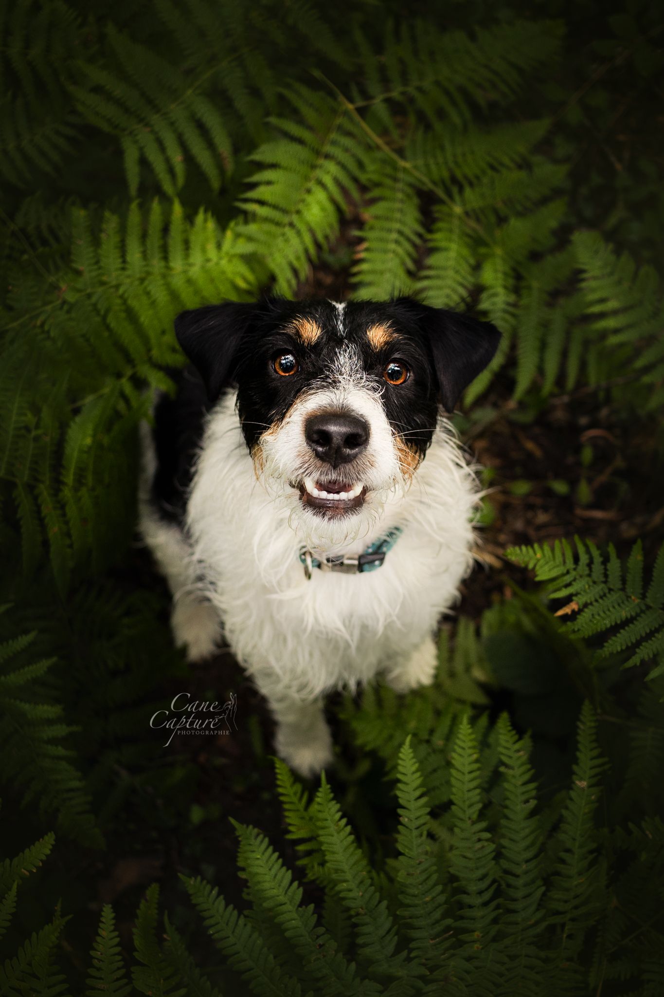 photo-chien-exterieur-tours-saint-malo-chloe-frigo