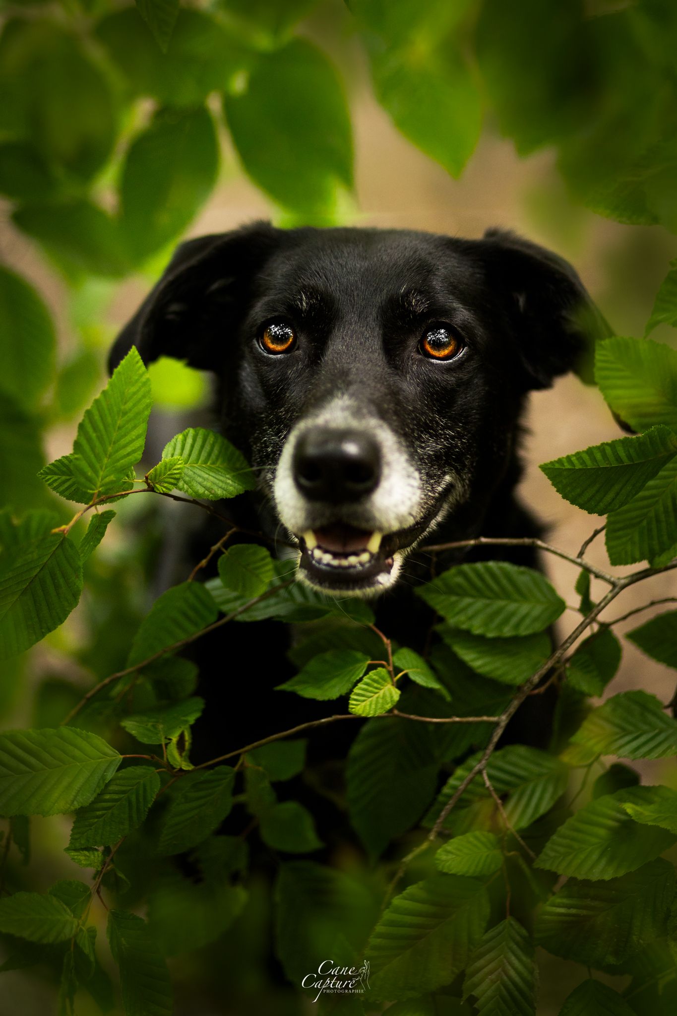 photo-chien-exterieur-tours-saint-malo-chloe-frigo