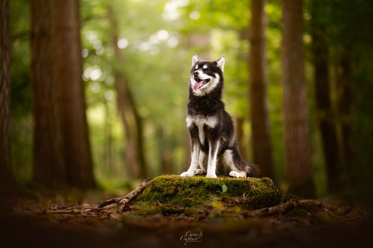 photo-chien-exterieur-tours-saint-malo-chloe-frigo
