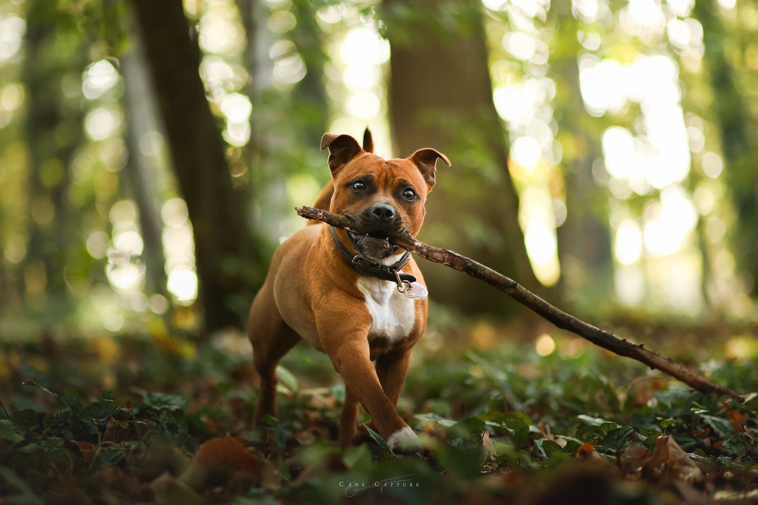 photo-chien-exterieur-tours-saint-malo-chloe-frigo