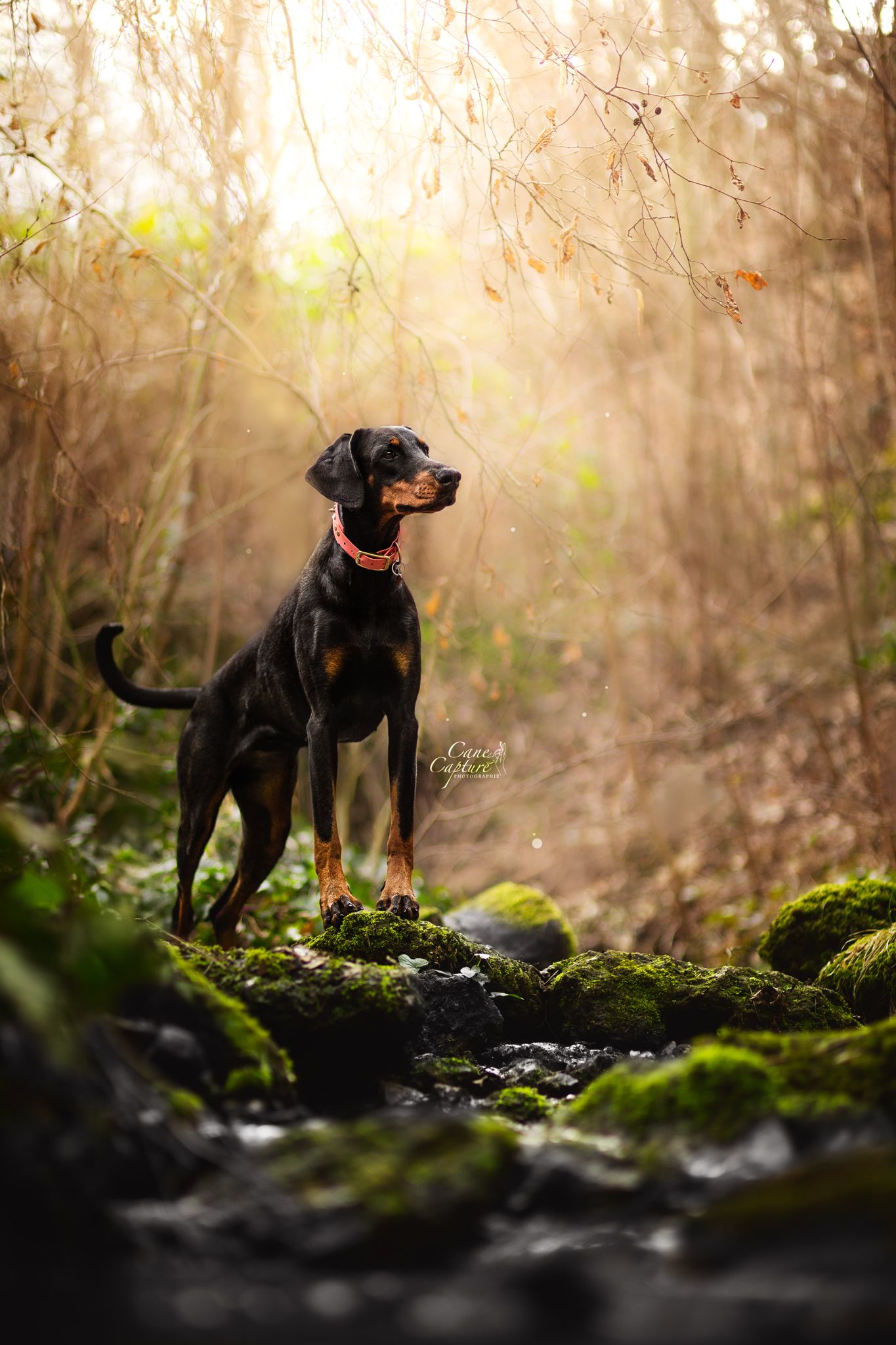 photo-chien-exterieur-tours-saint-malo-chloe-frigo