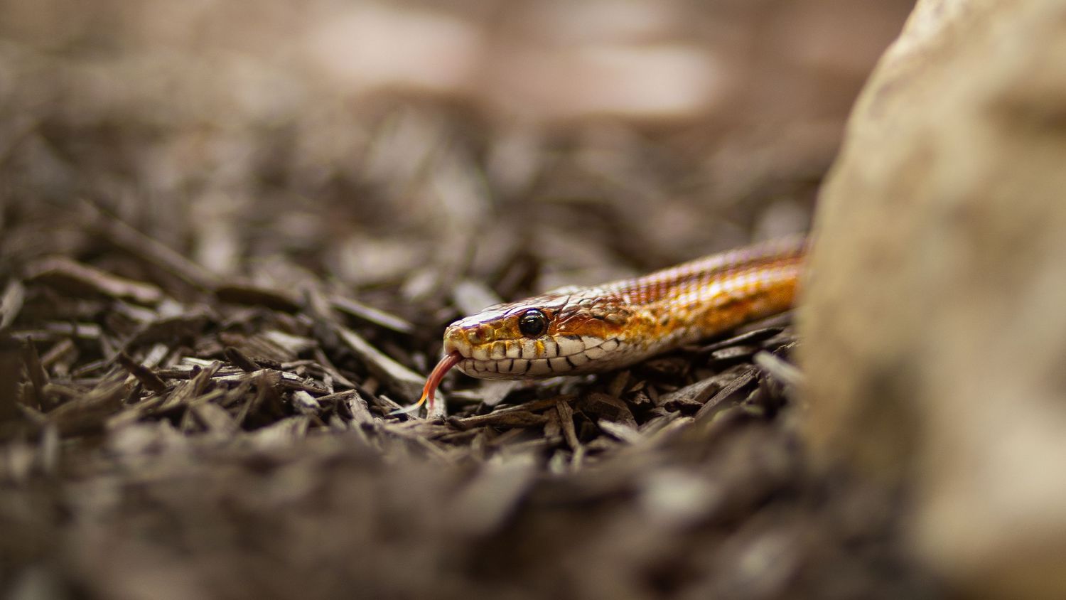 photo-serpent-domicile-tours-saint-malo-chloe-frigo