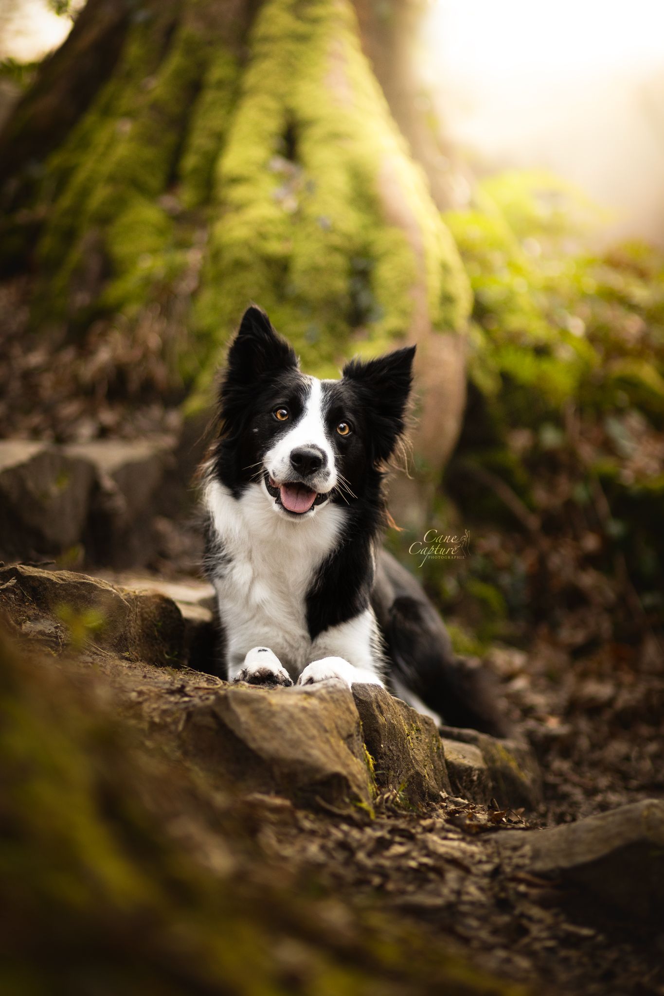 photo-chien-exterieur-tours-saint-malo-chloe-frigo