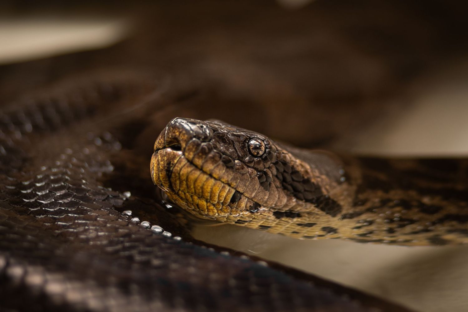photo-serpent-domicile-tours-saint-malo-chloe-frigo