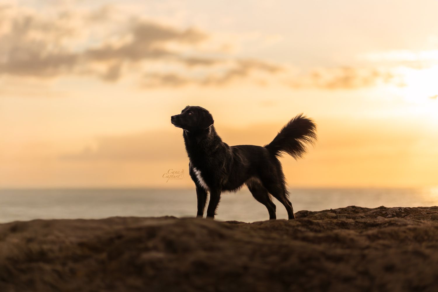 photo-chien-plage-exterieur-tours-saint-malo-chloe-frigo