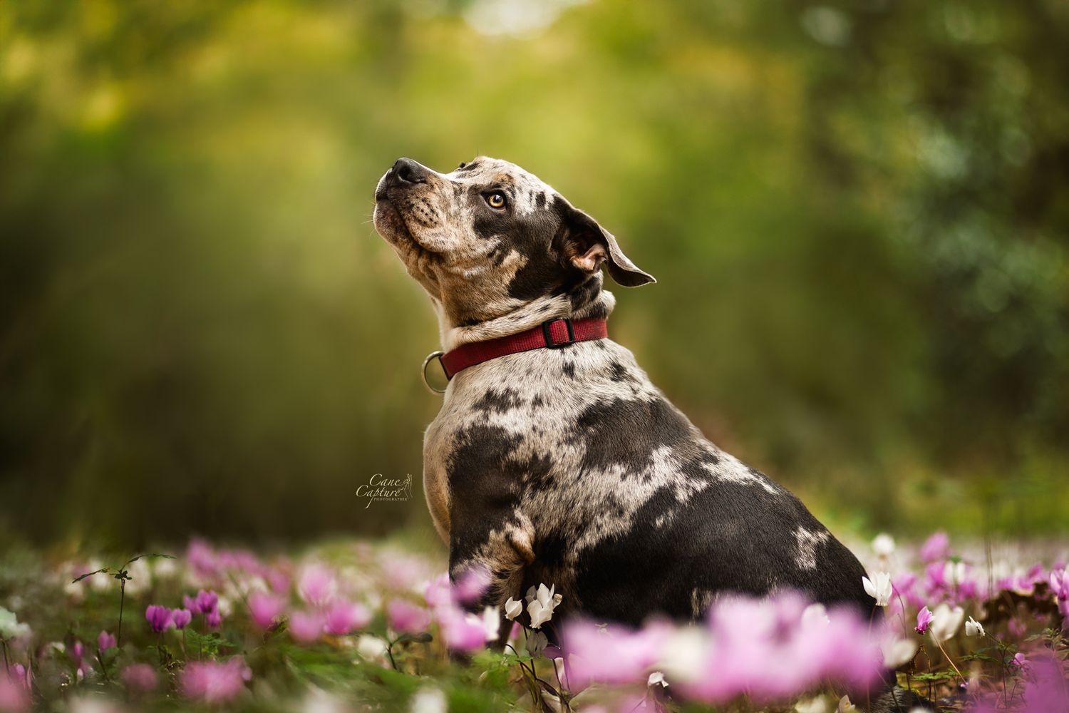 photo-chien-exterieur-tours-saint-malo-chloe-frigo