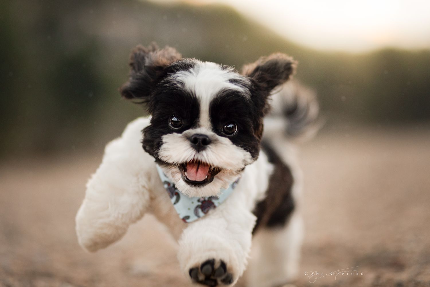 photo-chien-plage-exterieur-tours-saint-malo-chloe-frigo