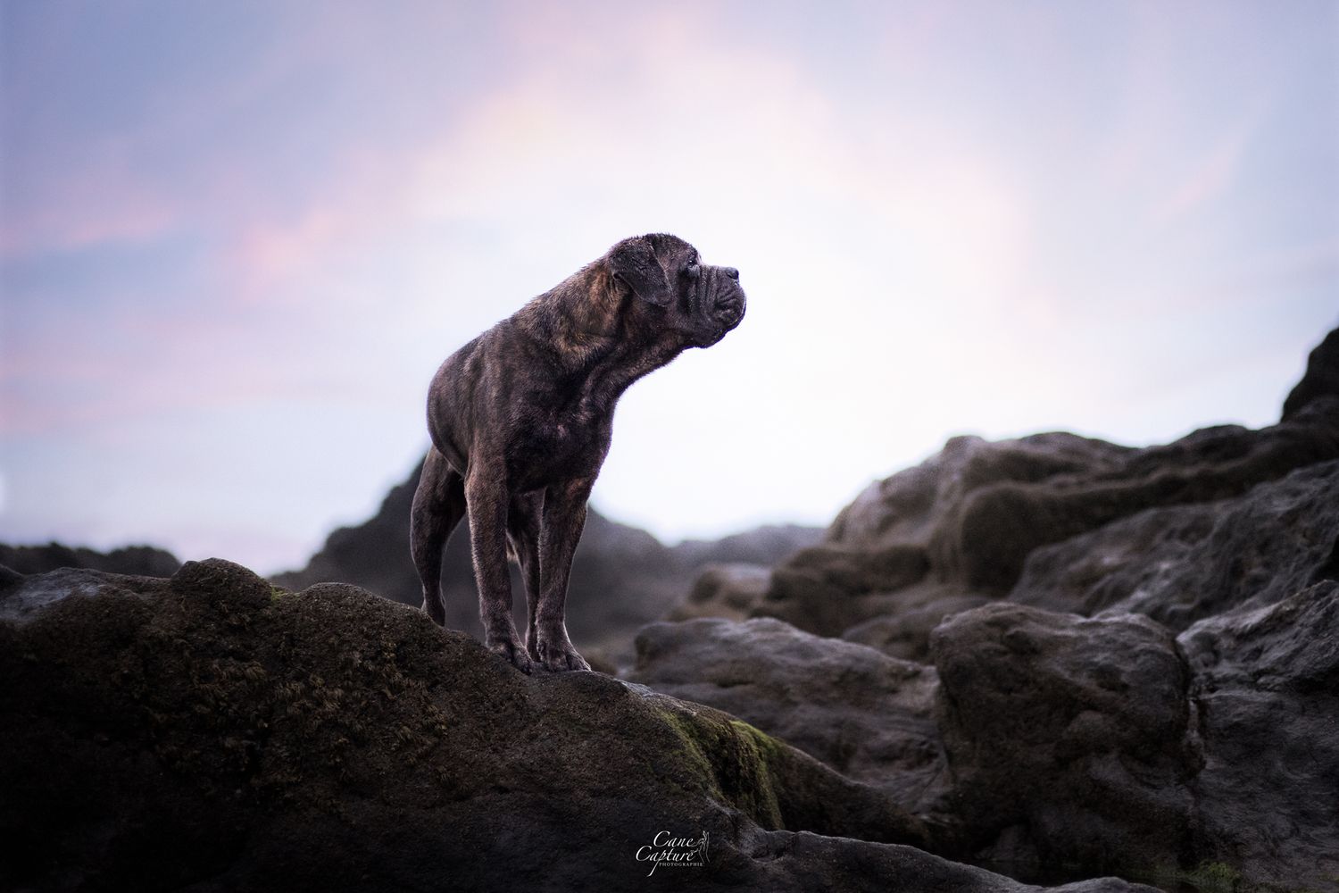 photo-chien-plage-exterieur-tours-saint-malo-chloe-frigo