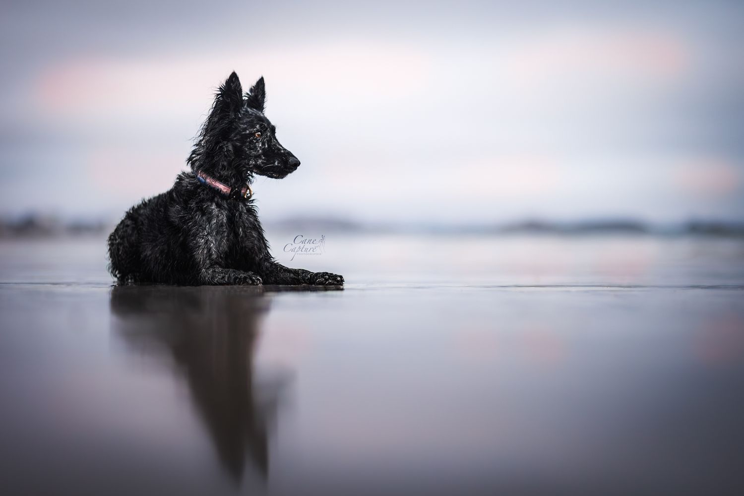 photo-chien-plage-exterieur-tours-saint-malo-chloe-frigo