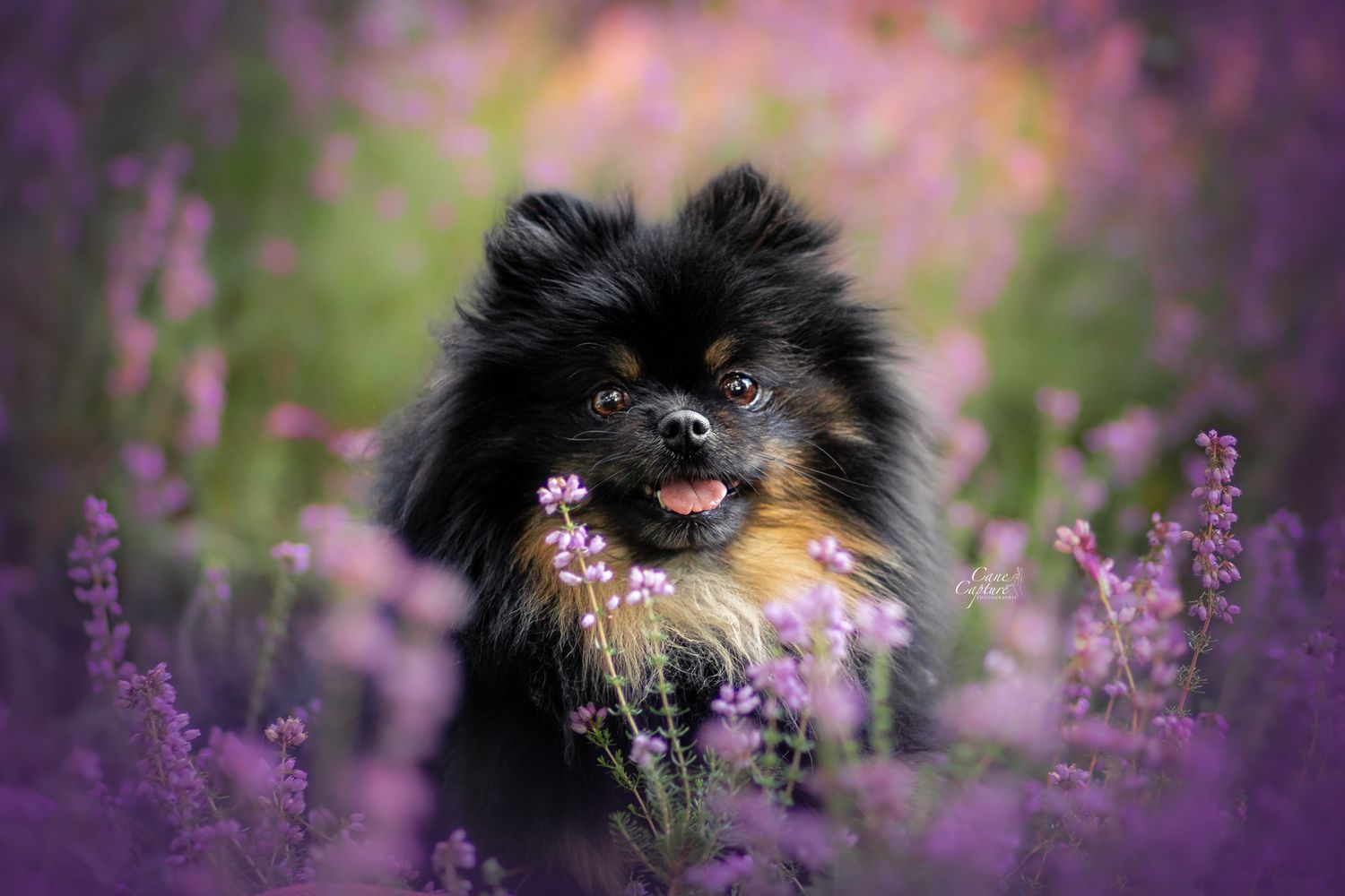 photo-chien-exterieur-tours-saint-malo-chloe-frigo