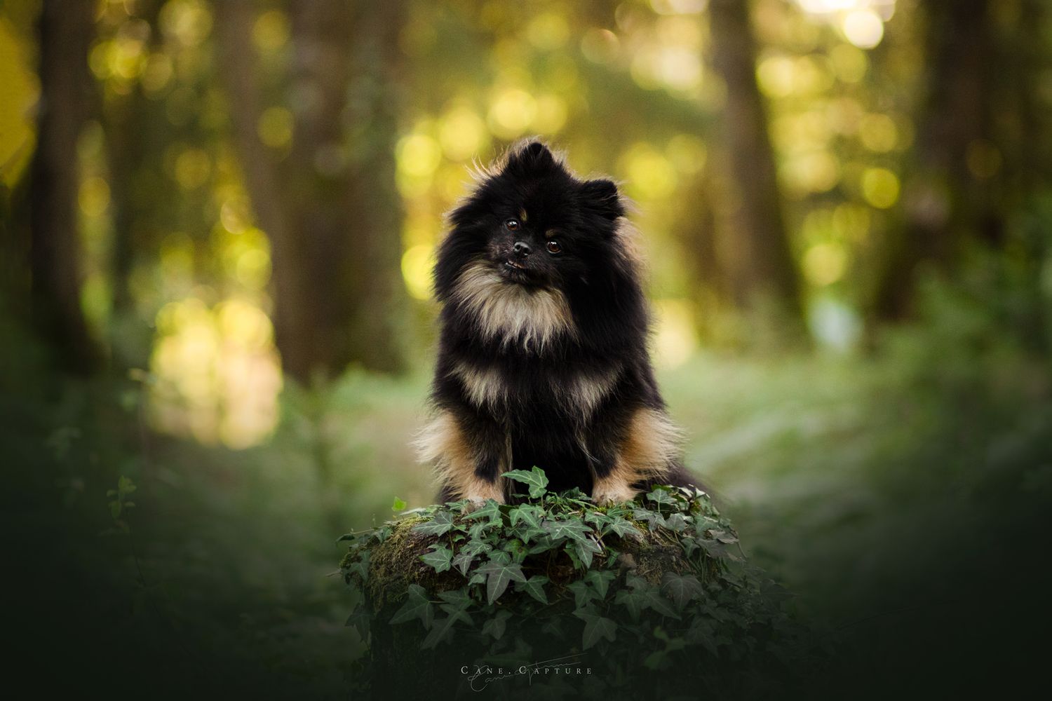 photo-chien-exterieur-tours-saint-malo-chloe-frigo