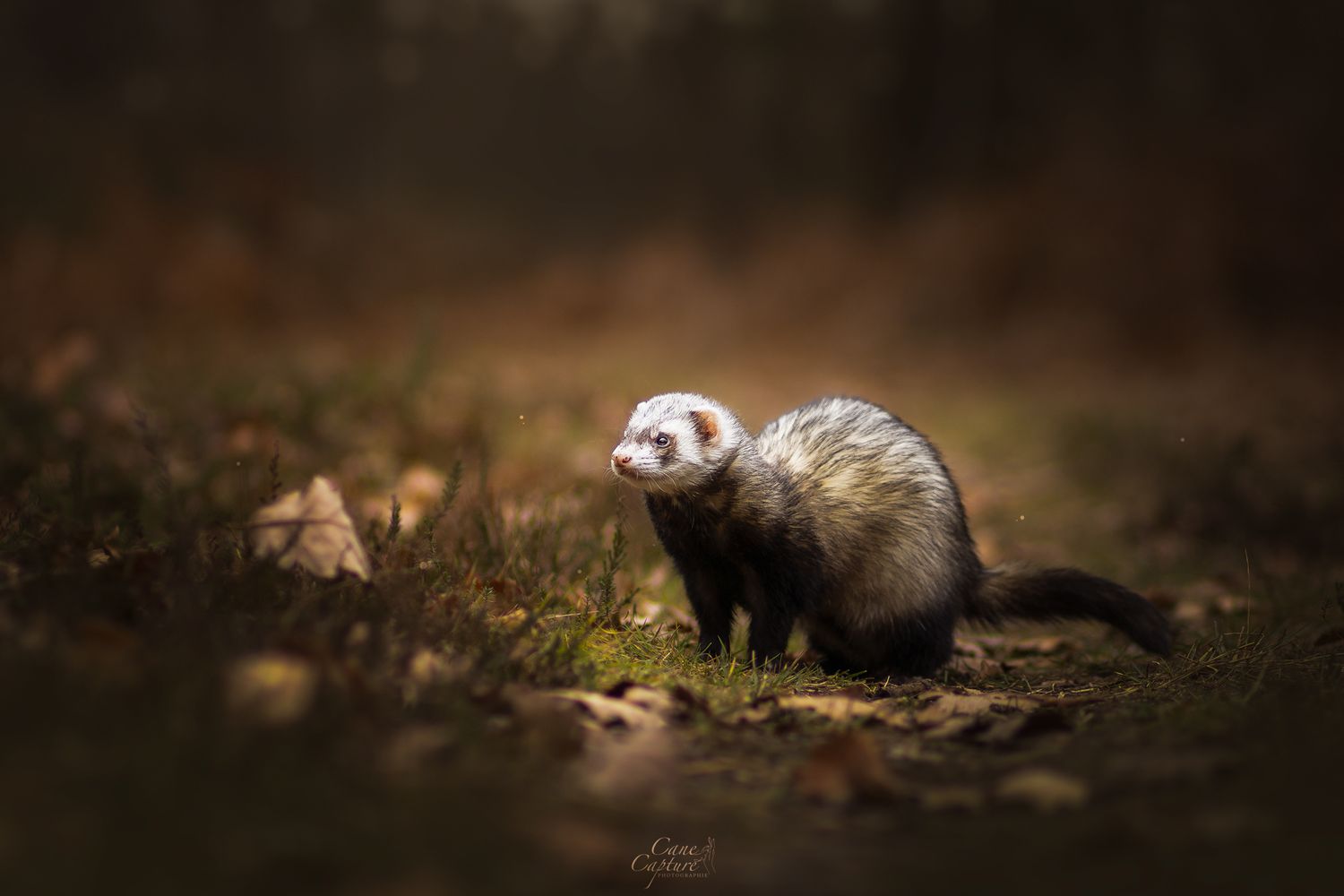photo-furet-nac-exterieur-tours-saint-malo-chloe-frigo