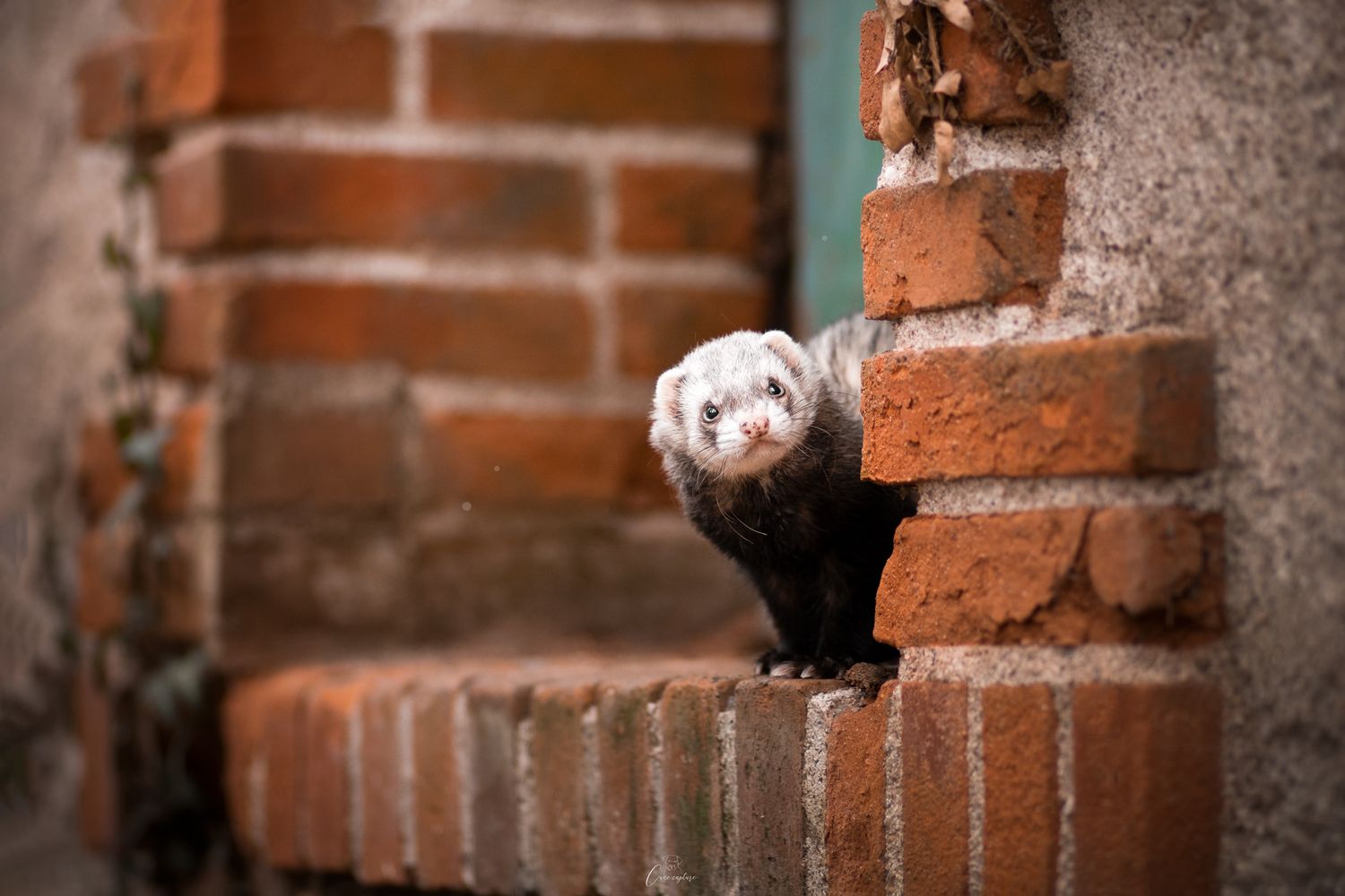 photo-furet-nac-exterieur-tours-saint-malo-chloe-frigo
