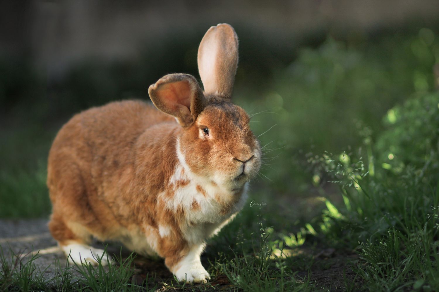 photo-lapin-exterieur-tours-saint-malo-chloe-frigo