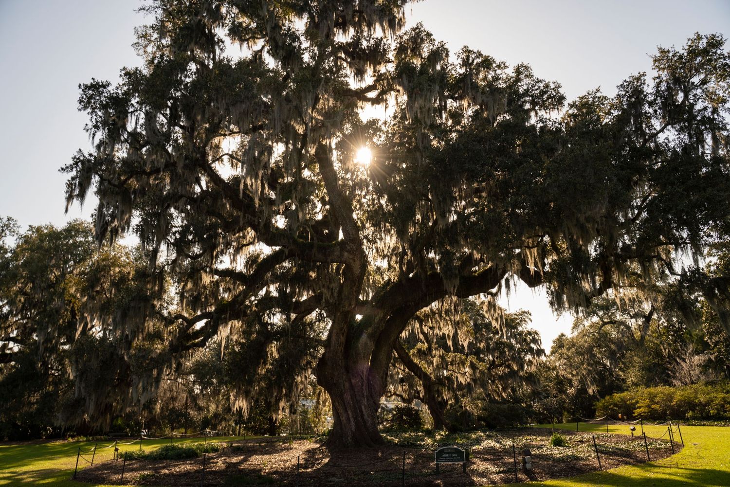 Wide-angle view of the massive 400-year-old Airlie Oak tree, a top North Carolina tourist attraction in Wilmington NC. Captured by Tim Ellis