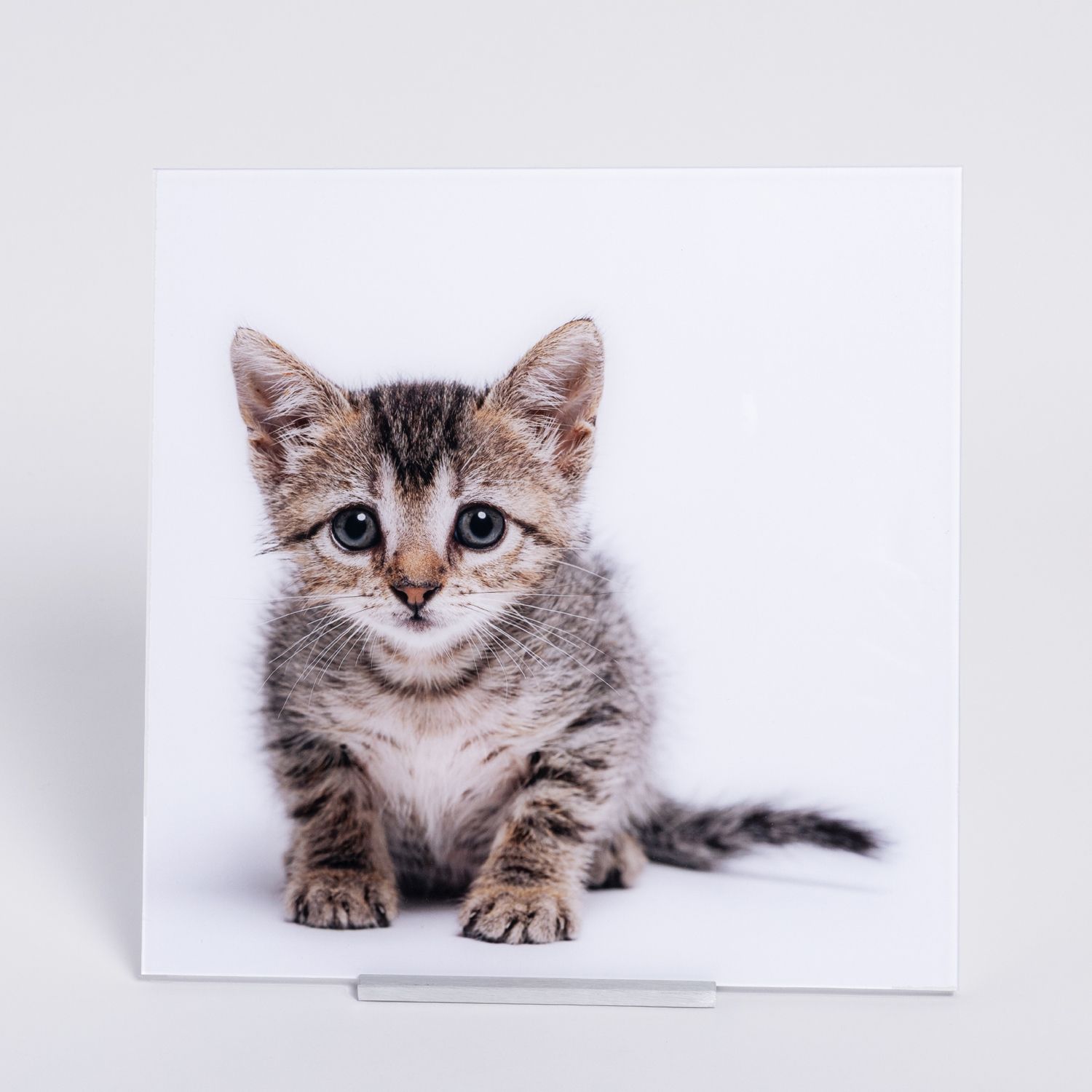 Adorable tabby kitten sitting upright on white background, printed on acrylic and with an aluminum stand.