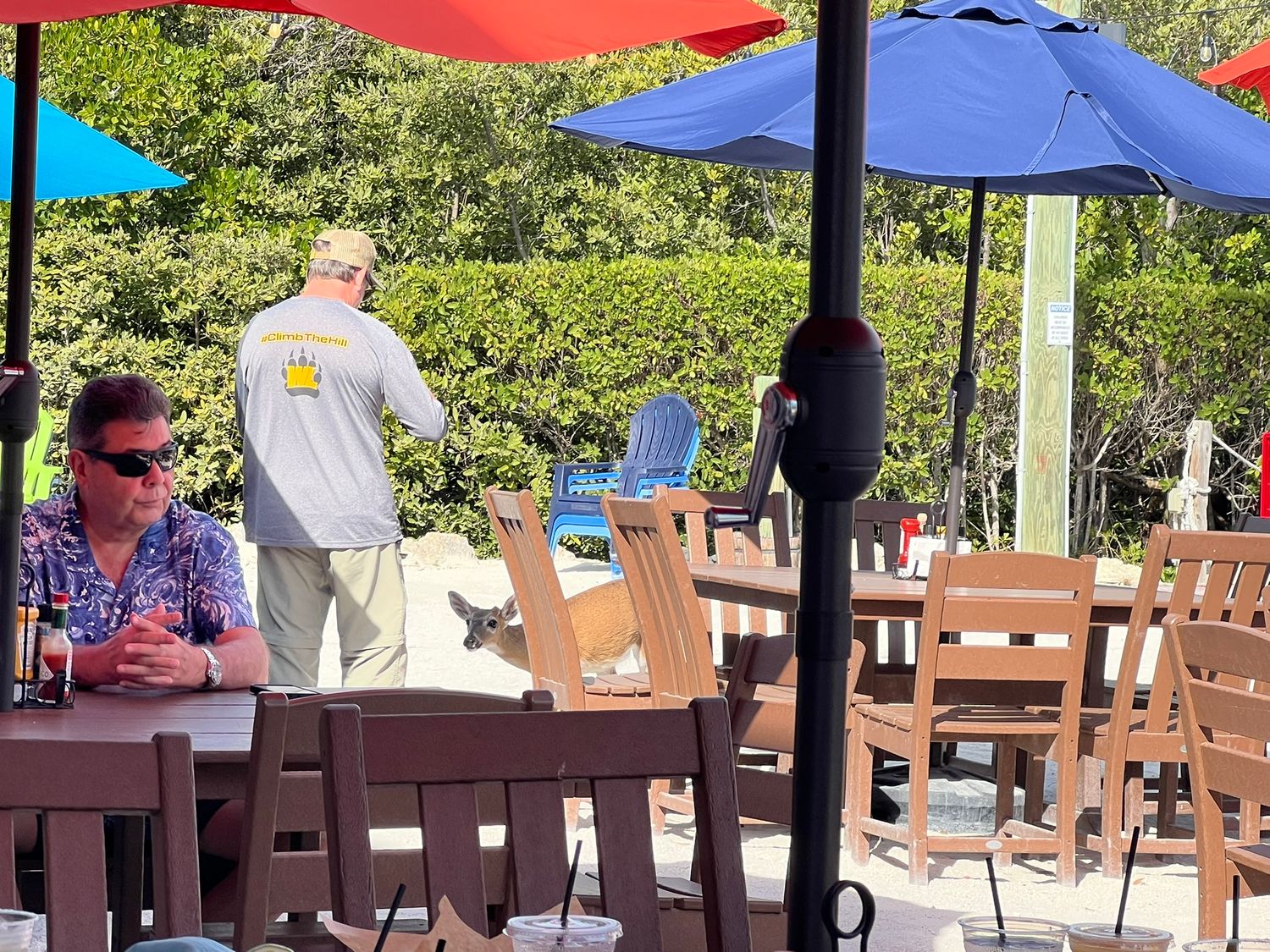 Guests relax under colorful umbrellas at a sunny outdoor patio restaurant surrounded by lush green trees.