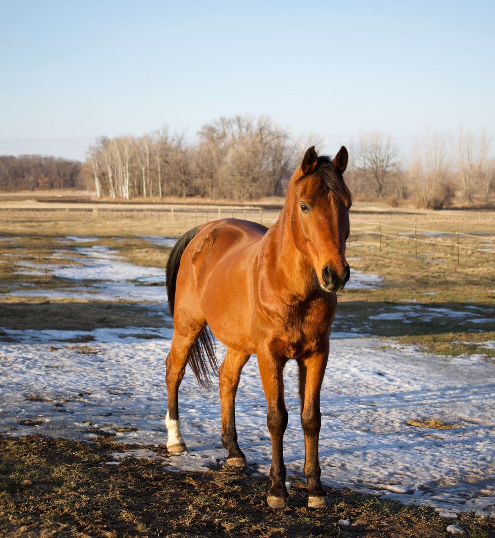 A majestic brown bay horse stands in a snowy winter pasture with bare trees in the background.