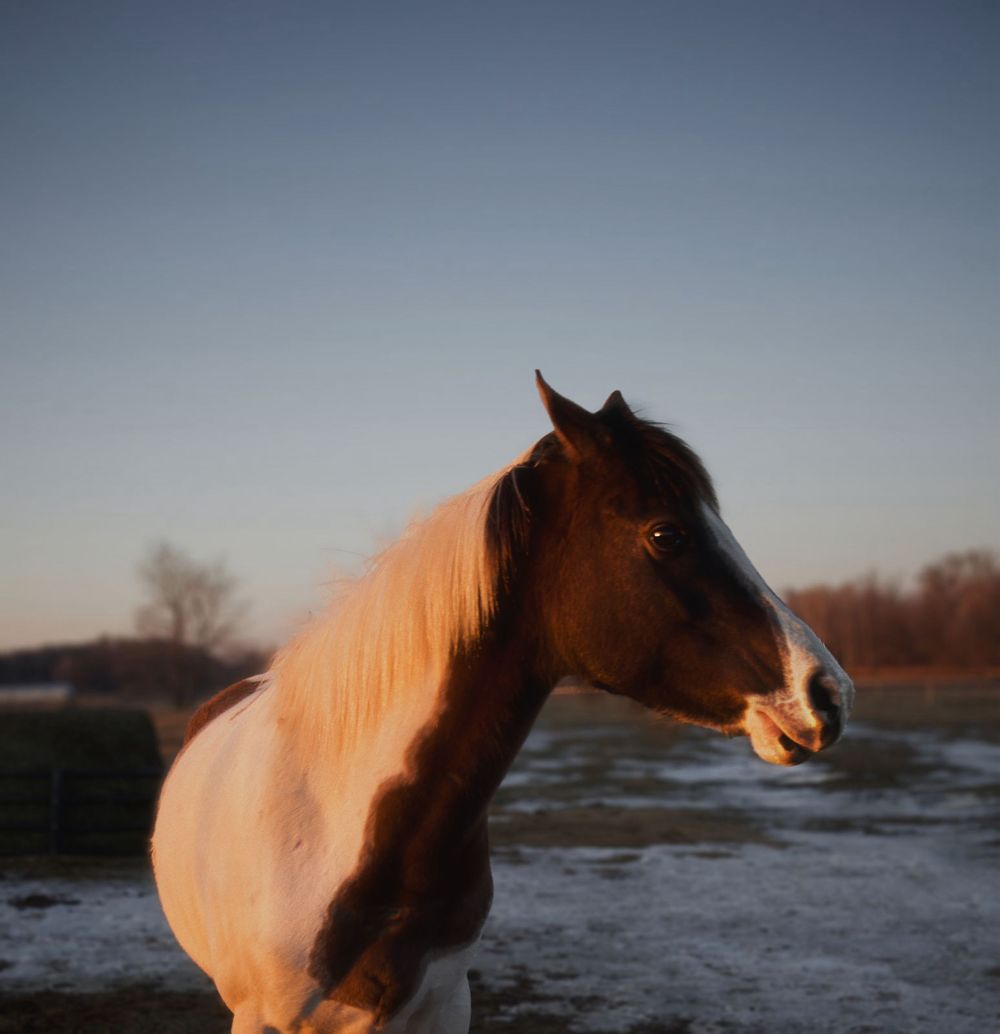 Close-up portrait of a chestnut and white pinto horse standing outdoors in winter twilight.