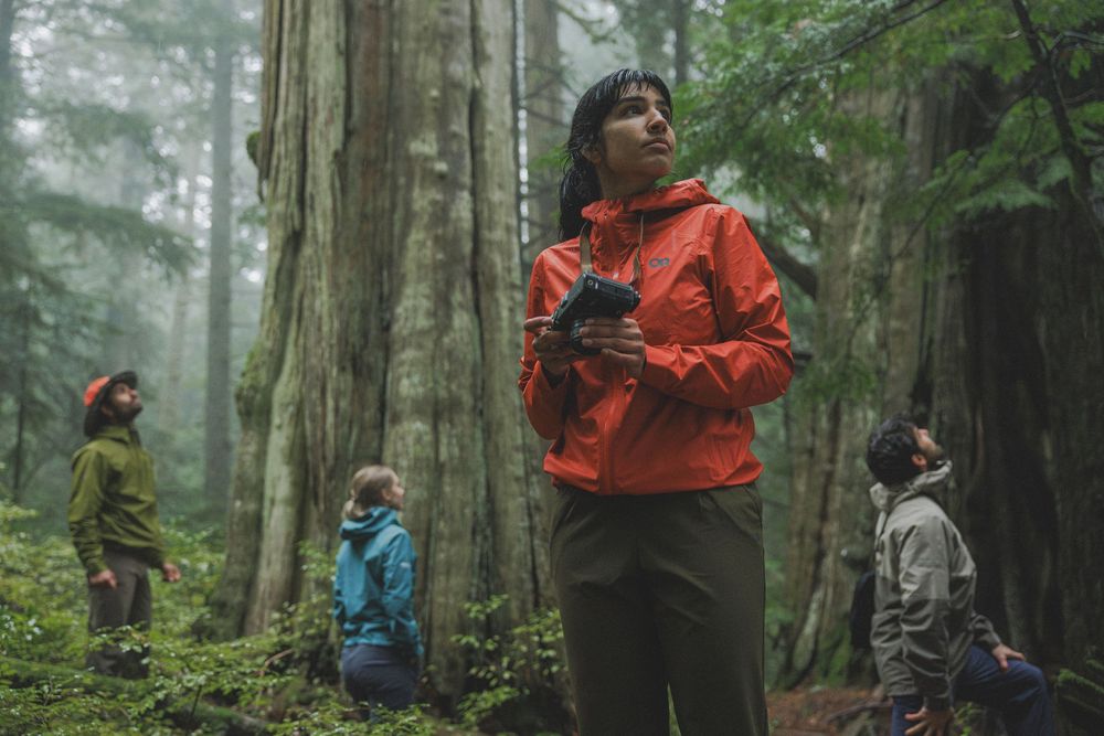 Four hikers in colorful rain jackets explore a misty old-growth forest with towering redwood trees.