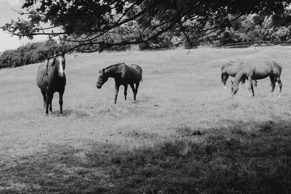 Three horses grazing peacefully in a lush green field in black and white photography.