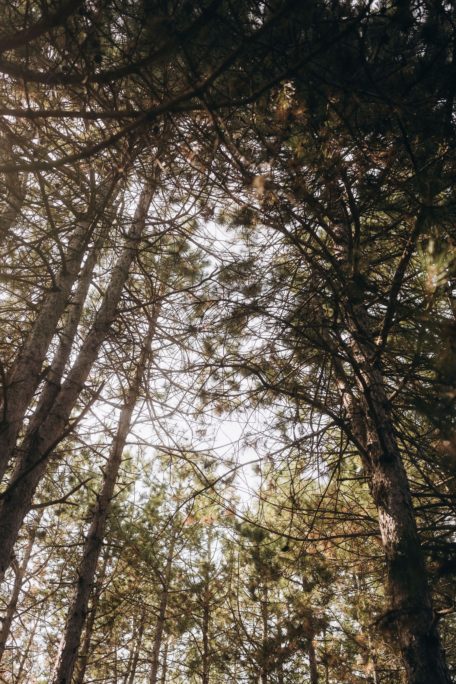 Looking up at tall pine trees in a dense forest with soft light filtering through the canopy above.
