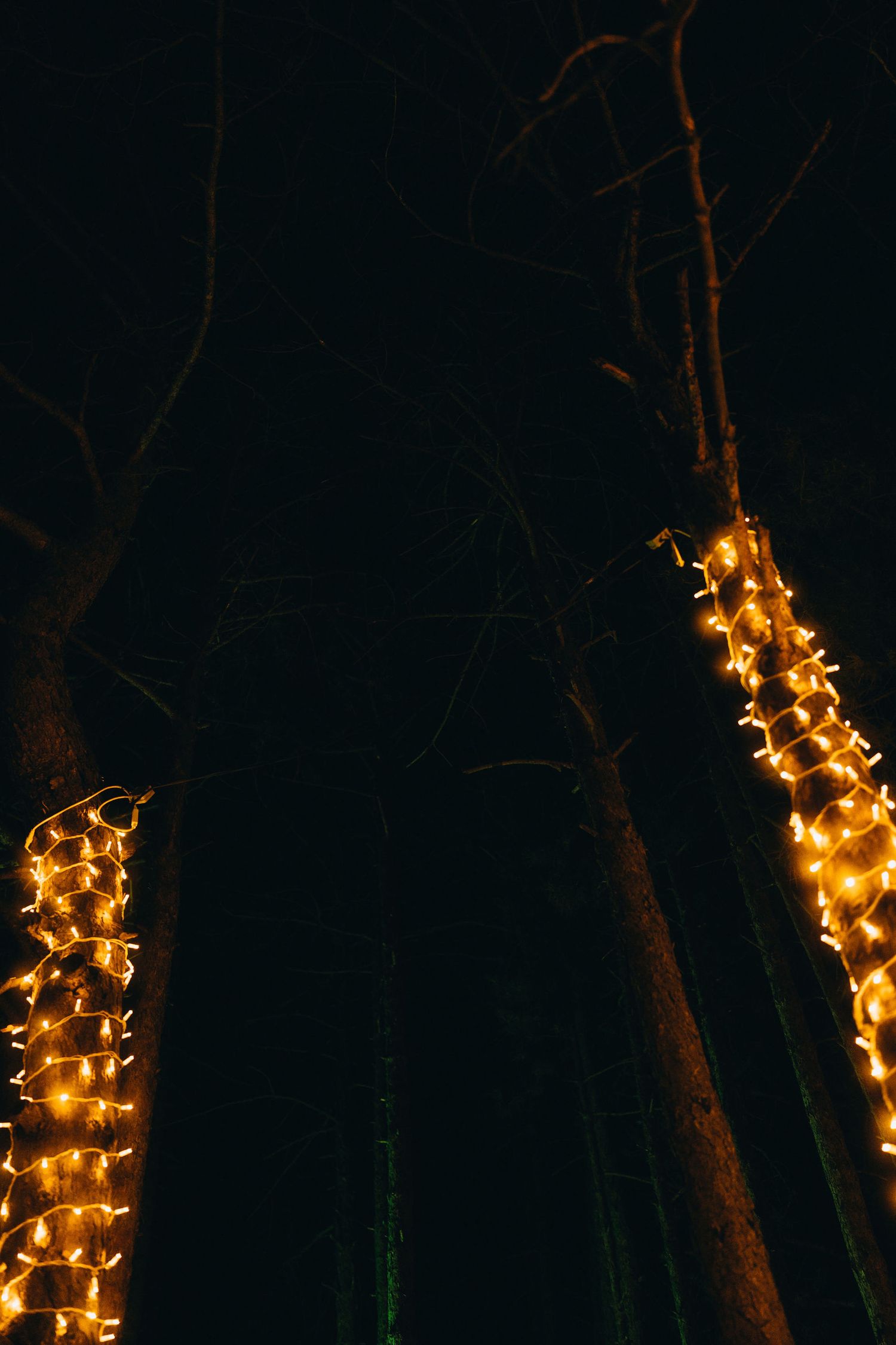 Tree trunks wrapped in warm golden fairy lights glowing against a dark night sky outdoors.
