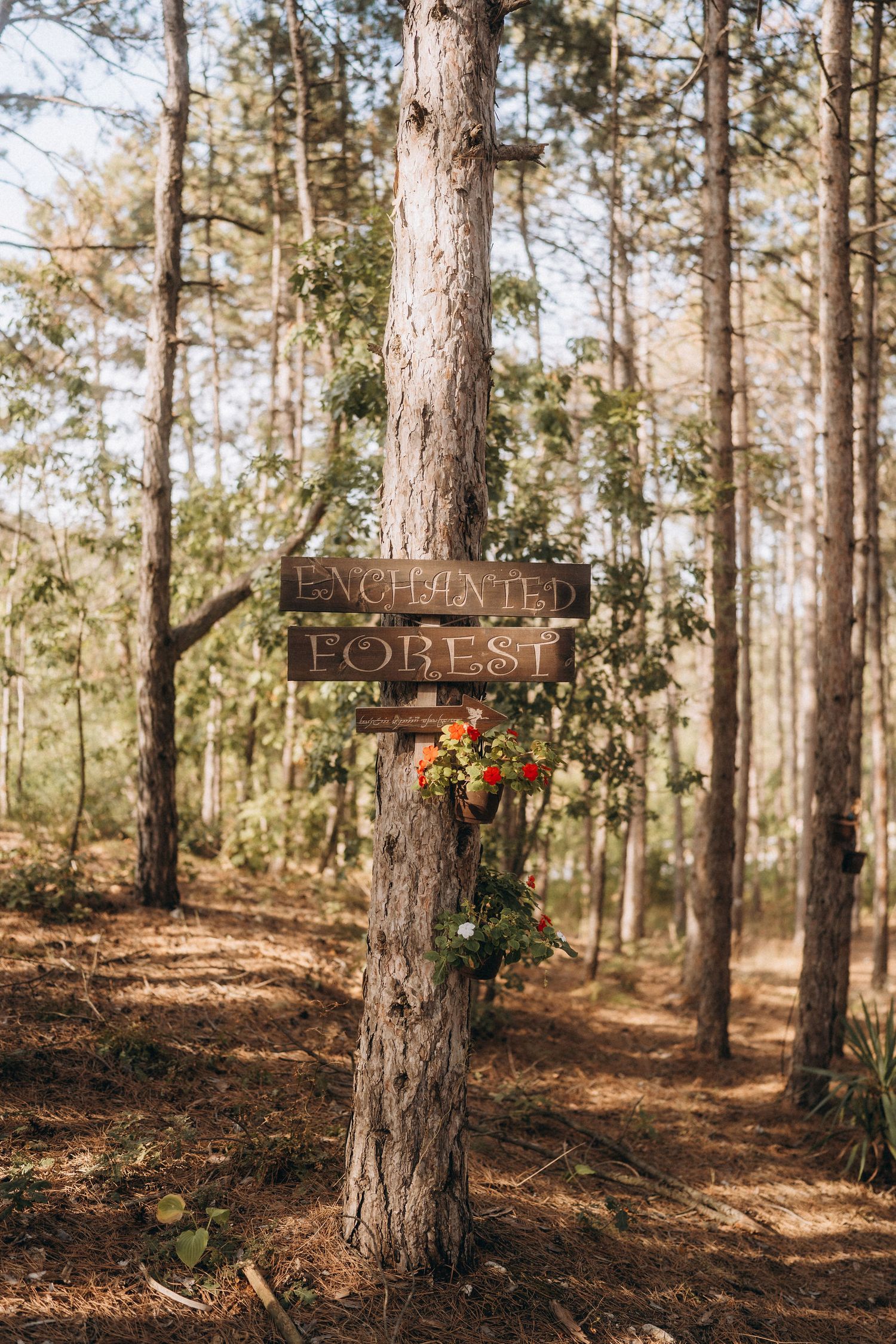 Wooden Enchanted Forest sign decorated with colorful flowers attached to a pine tree in a sunlit woodland setting.