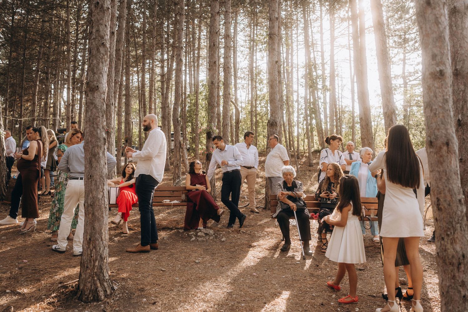 Guests mingling in a sunlit pine forest during an outdoor wedding reception, with warm golden light filtering through tall trees.