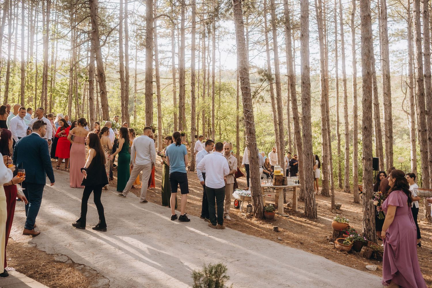 Guests mingle along a sunlit forest path surrounded by tall pine trees during an outdoor wedding reception.