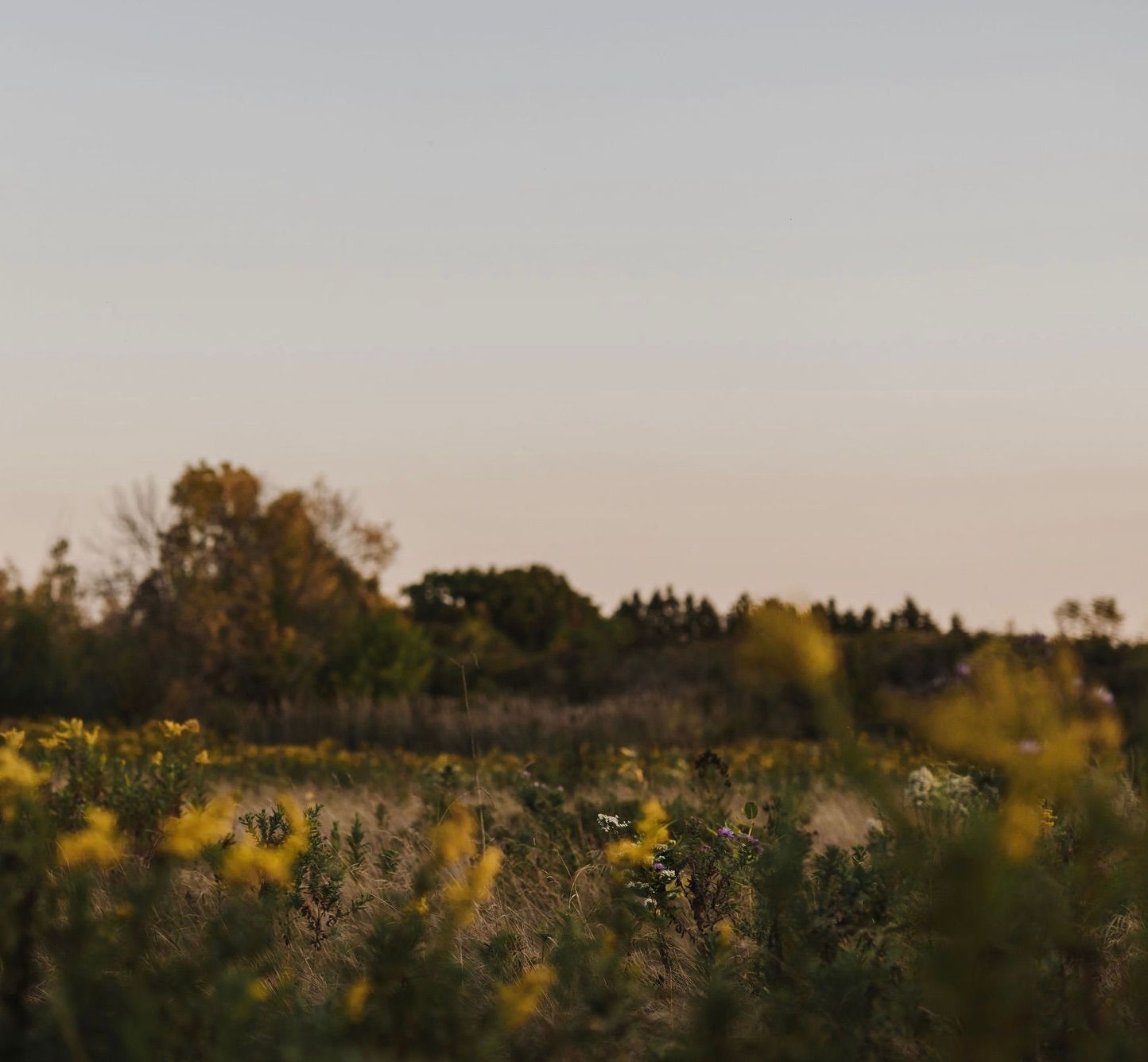 Sunlit meadow with tall grasses and wildflowers at golden hour