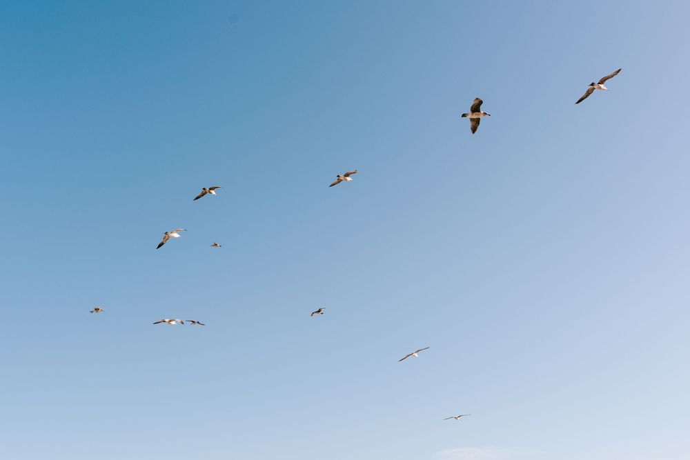 A flock of seagulls soaring gracefully through a clear blue sky on a sunny day.