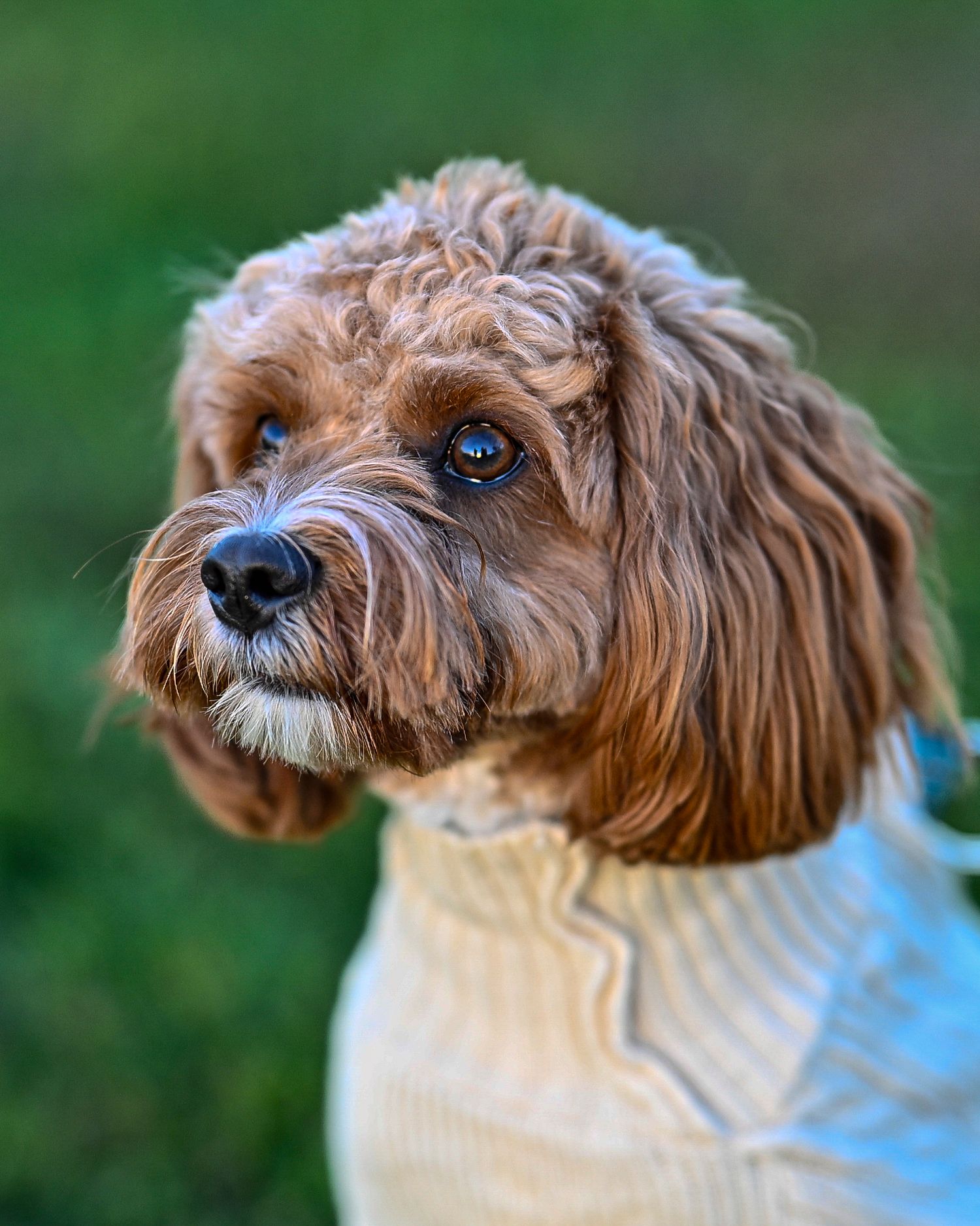 Adorable brown cavapoo dog wearing a cream sweater, with curly fur and expressive eyes, posed against a green background.