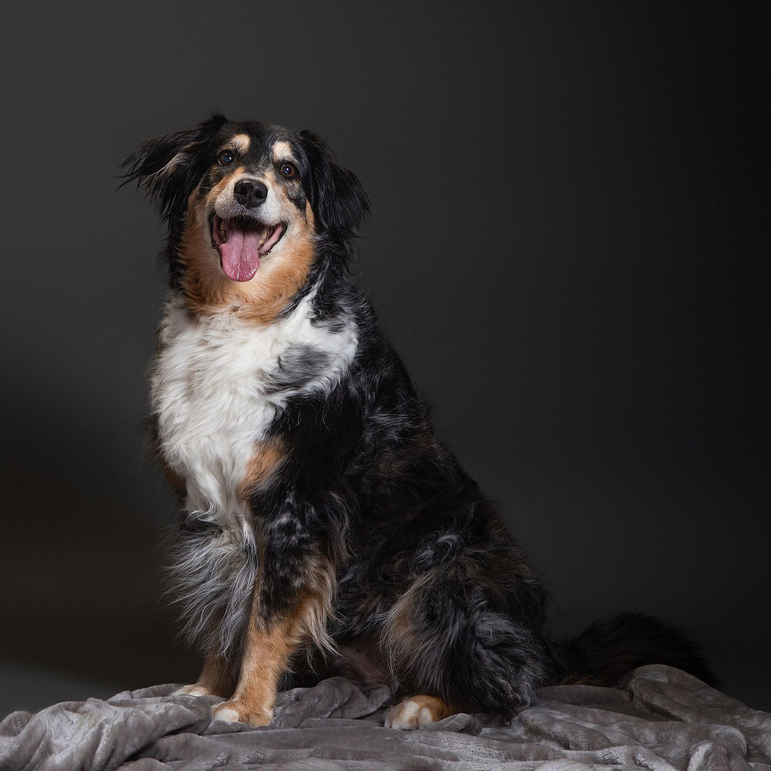 A happy Australian Shepherd dog sits upright with tongue out against a dark studio background at fetching fido fotography in Austin.