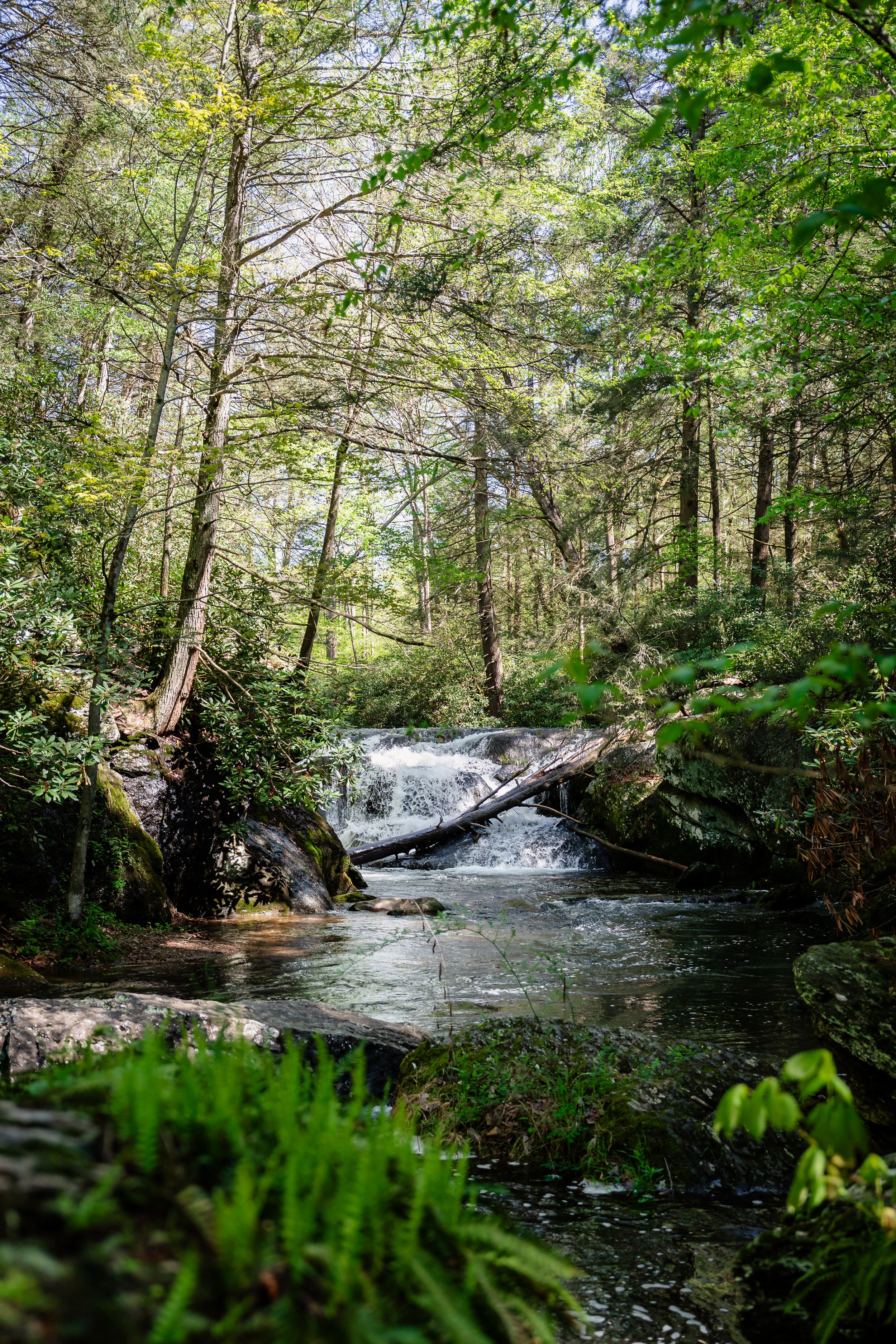 A serene forest waterfall cascades over rocks surrounded by lush spring greenery.