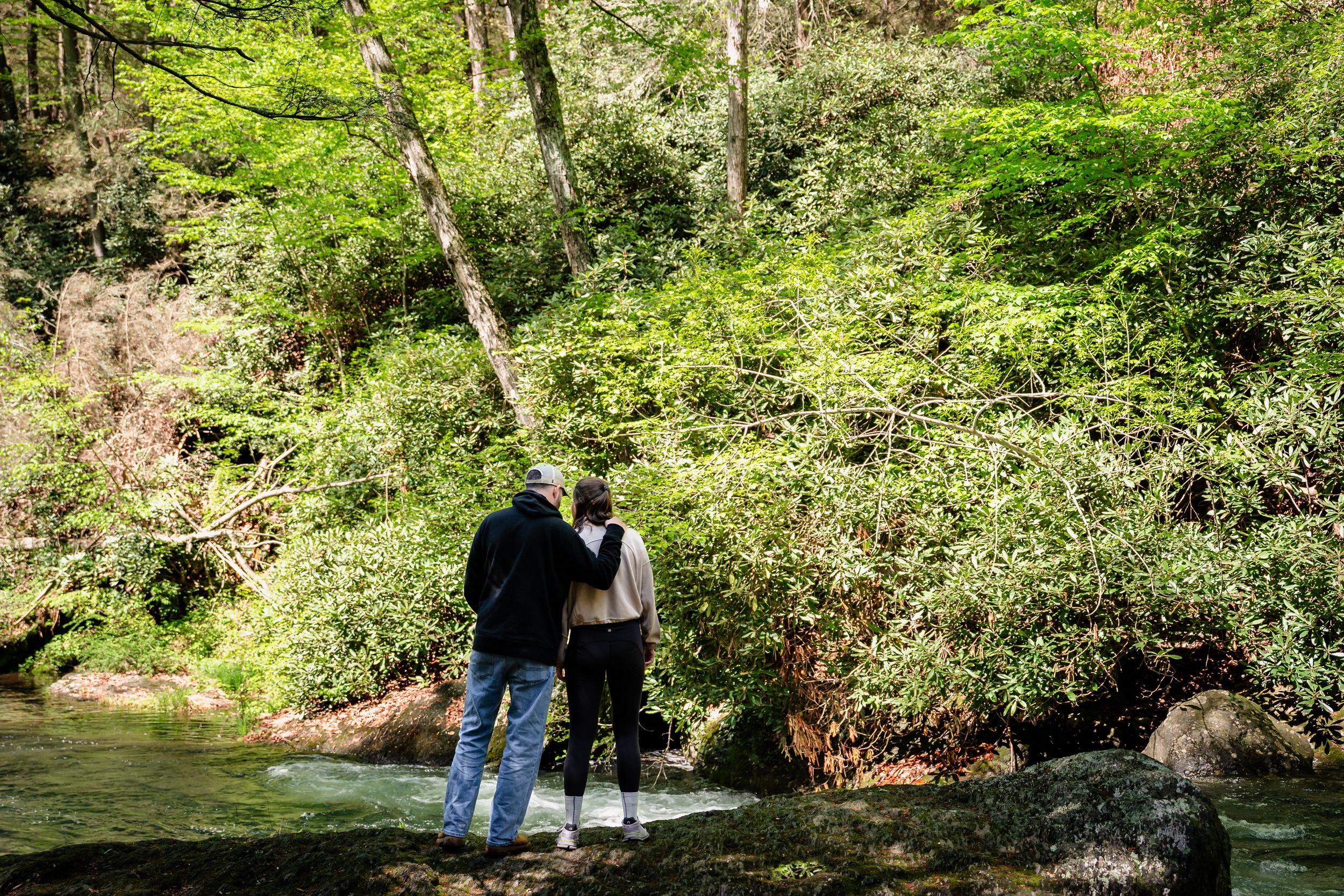 Sunlight filters through dense green forest canopy along a woodland stream.