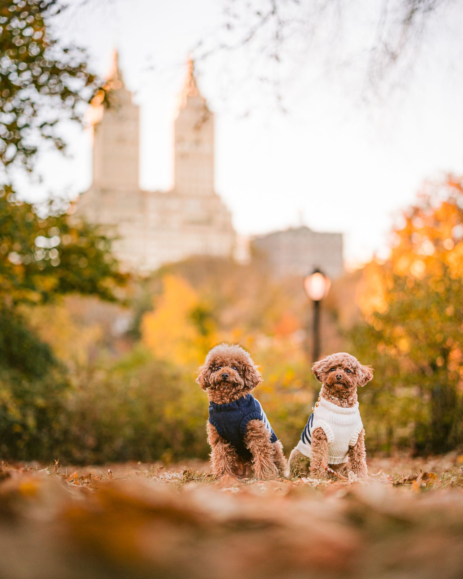 Furry Moments New York New Jersey Pet Photography