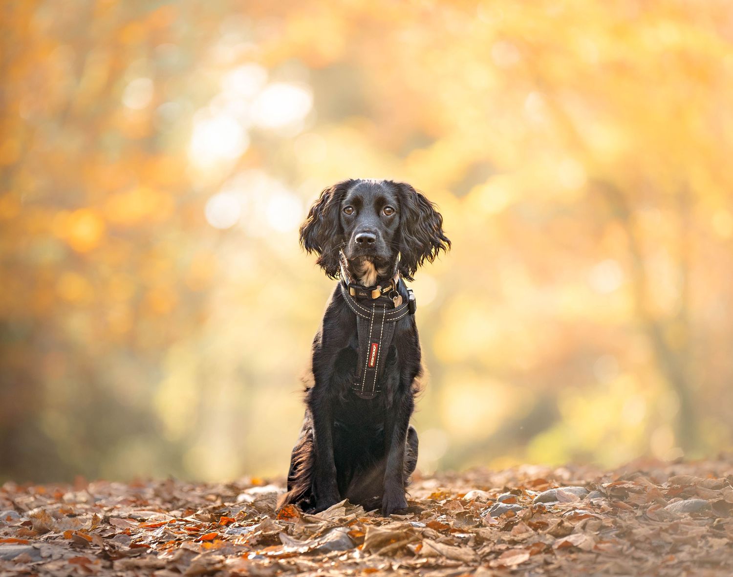 Black dog sitting in autumn leaves with orange bokeh background in forest setting.