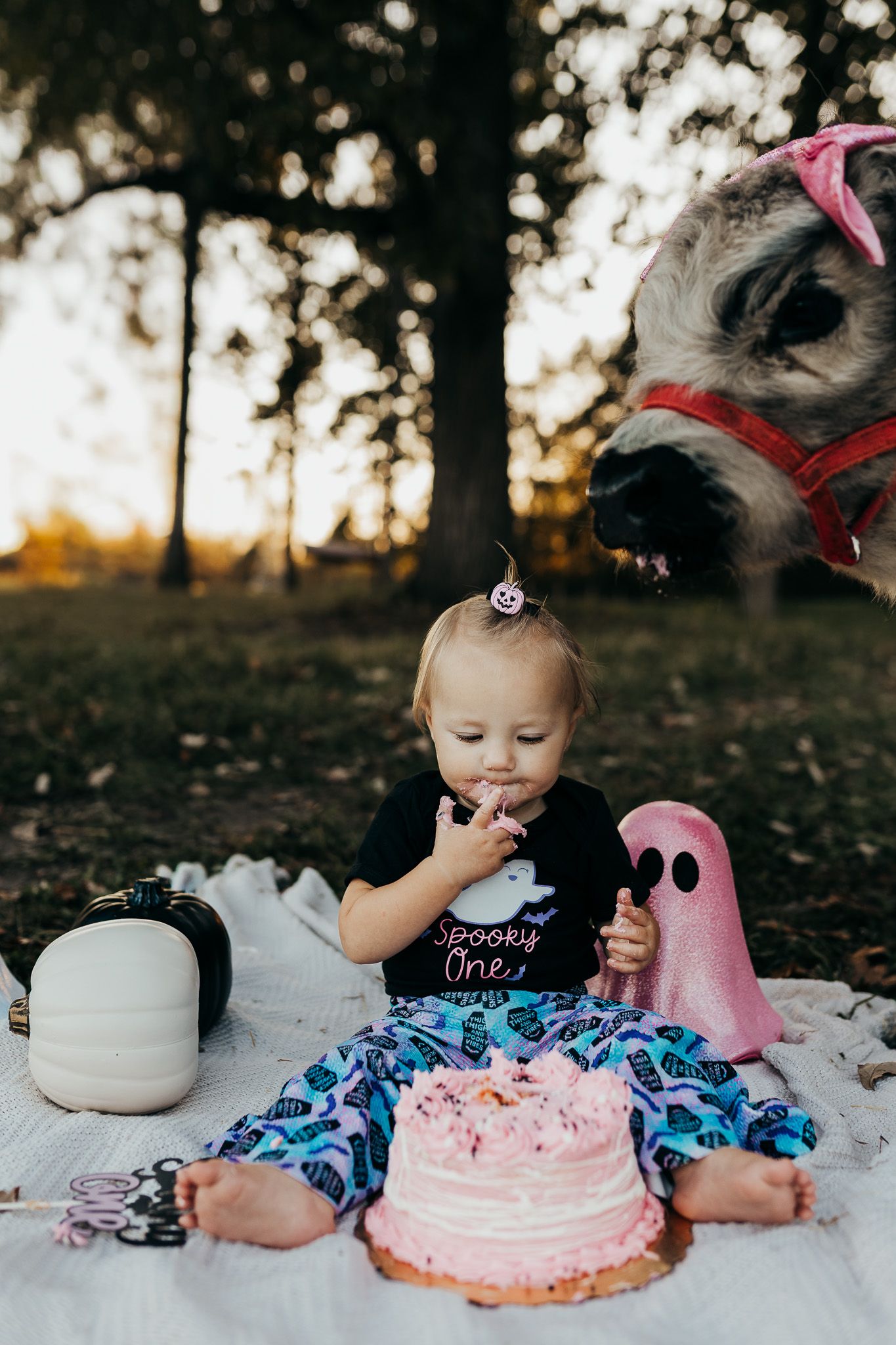 A collage of family photos showing candid moments with children and pets playing together in outdoor settings at sunset.