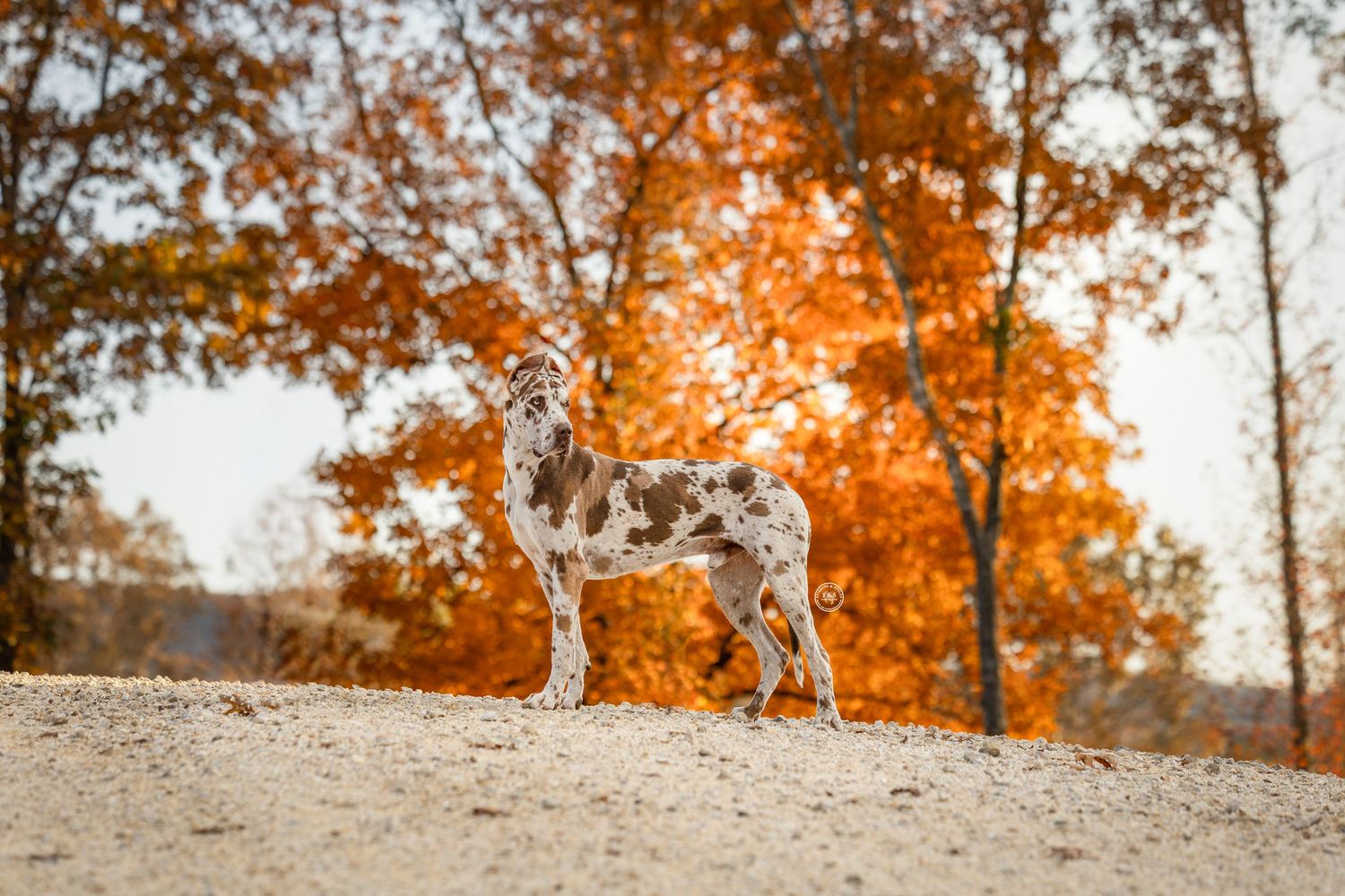 Dalmatian dog standing on sandy ground with autumn trees and orange foliage in the background.