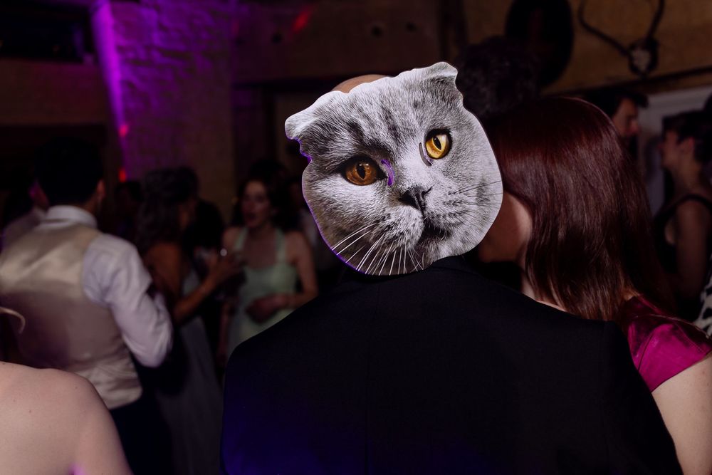Grey British Shorthair cat with bright eyes watches attentively in purple-lit room.