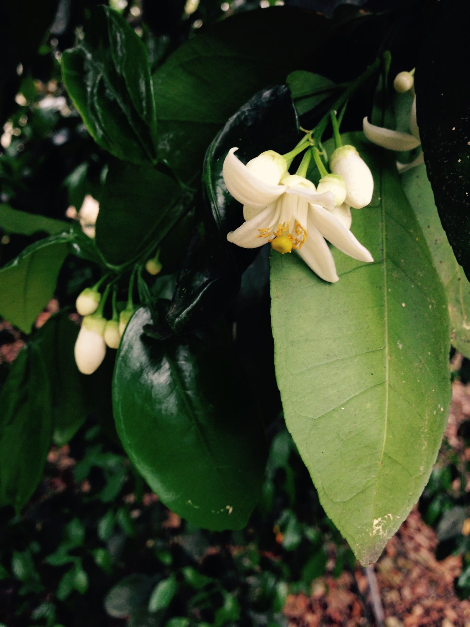 Close-up of a white citrus blossom with yellow stamens surrounded by green leaves and buds on a tree.